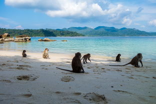 MILANSPORT下载-世界沙滩龙舟锦标赛中国团队表现优异，国际龙舟锦标赛