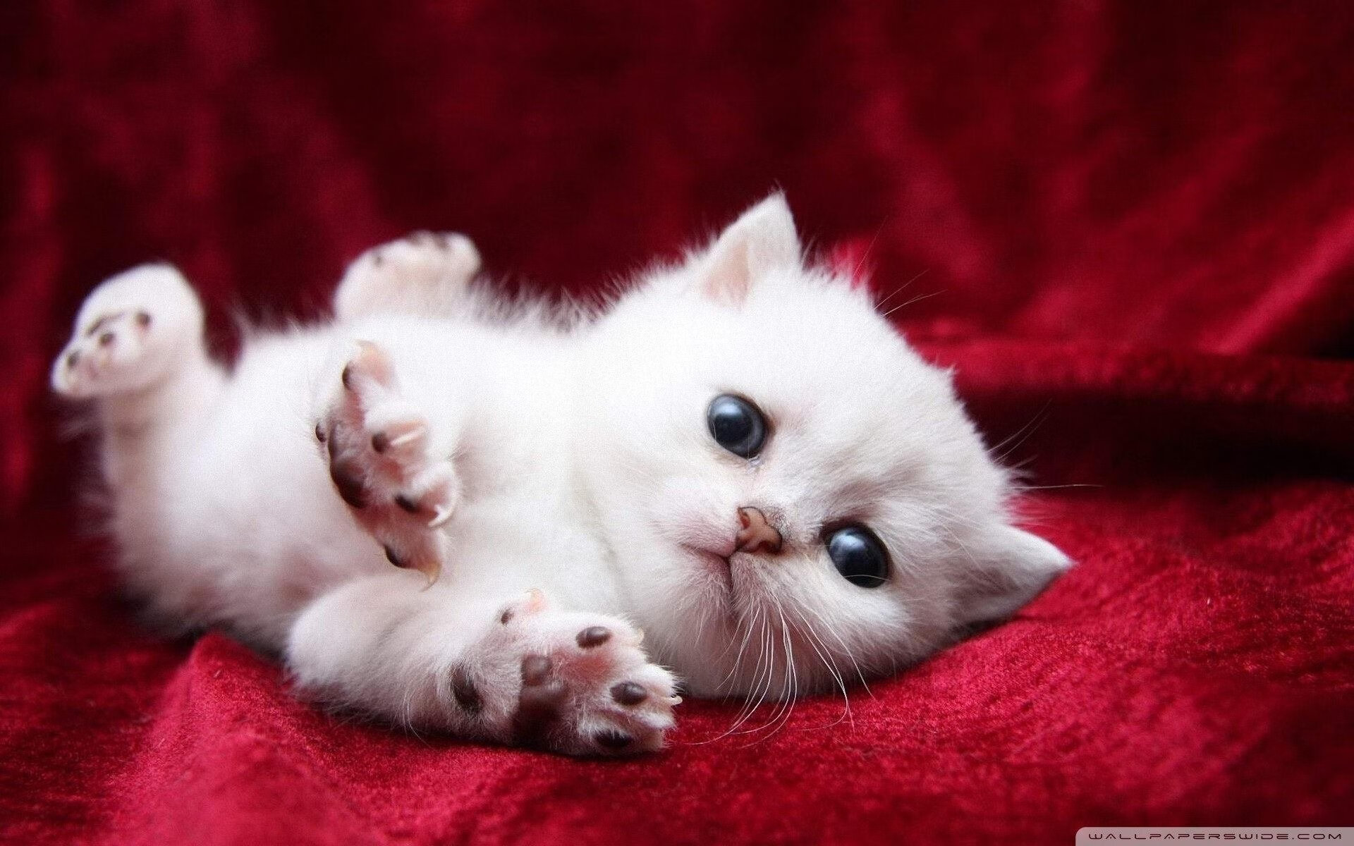 中超球队年度犯规类型分布，中超规定