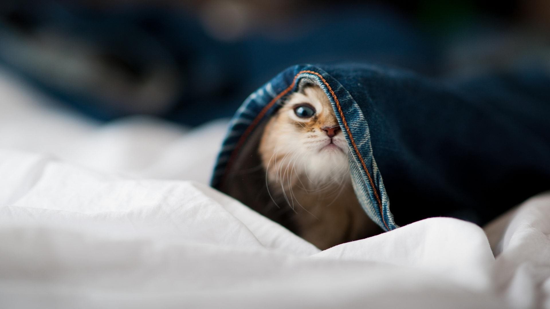 国足前场逼抢策略执行力评分,国足赛前抢圈