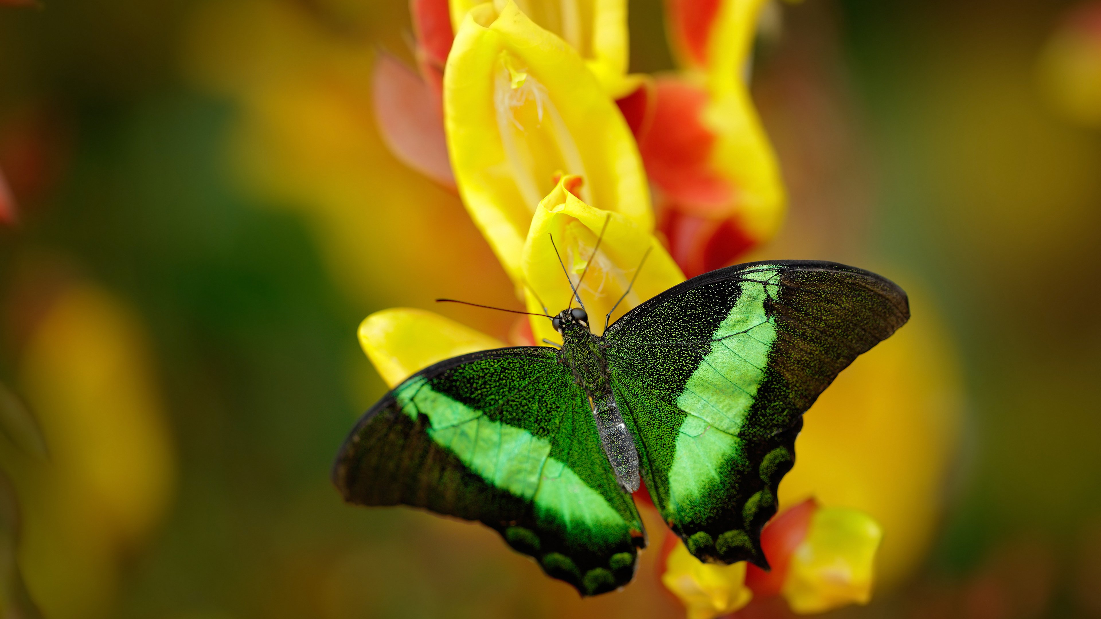 羽毛球混双中国组合加冕总冠军,中国羽毛球混双冠军视频