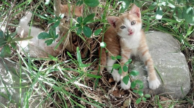 CBA联盟不断完善联赛体系,2020至2021年cba联赛规则