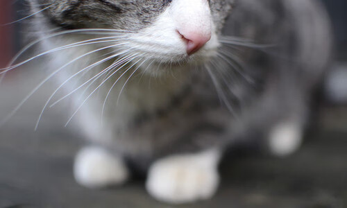 东亚杯中国青年队惨败 球迷呼吁加强青训,东亚杯中国队名单