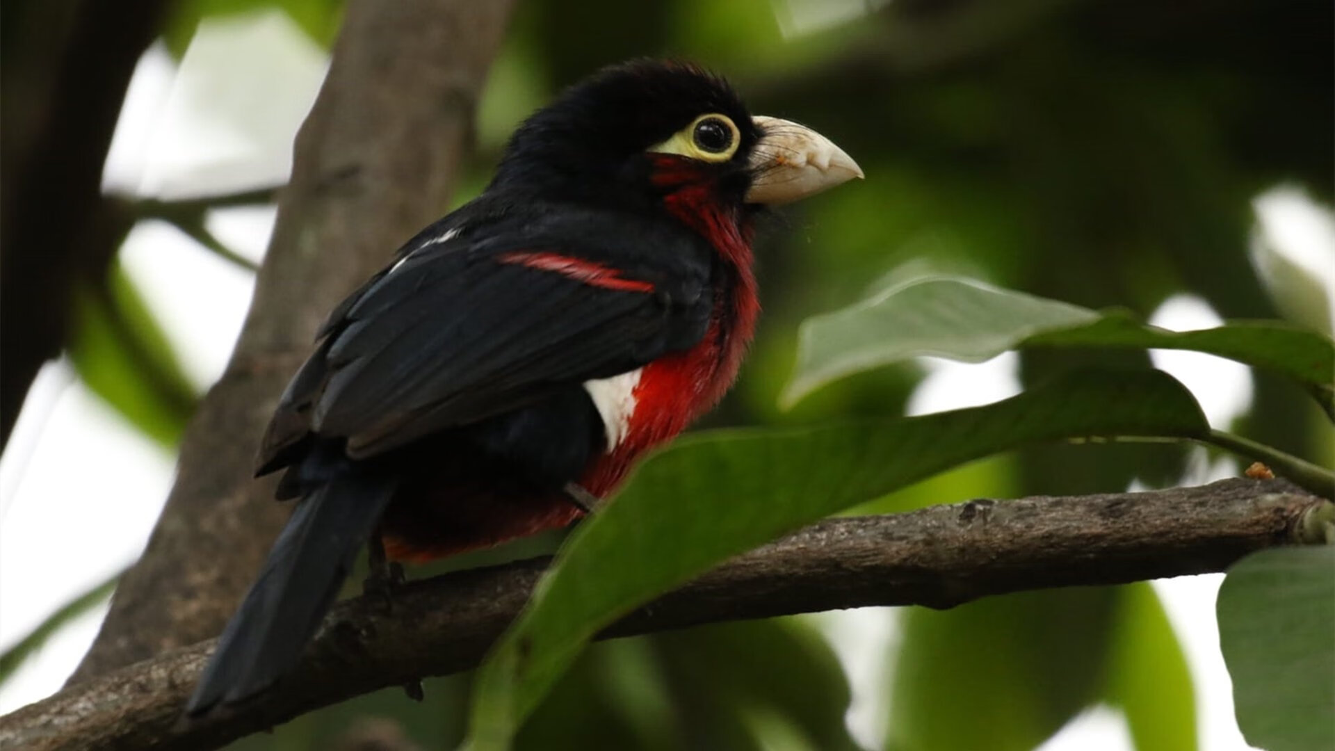 米兰体育官网-中国男篮提升内线统治力，中国男篮最新的道具