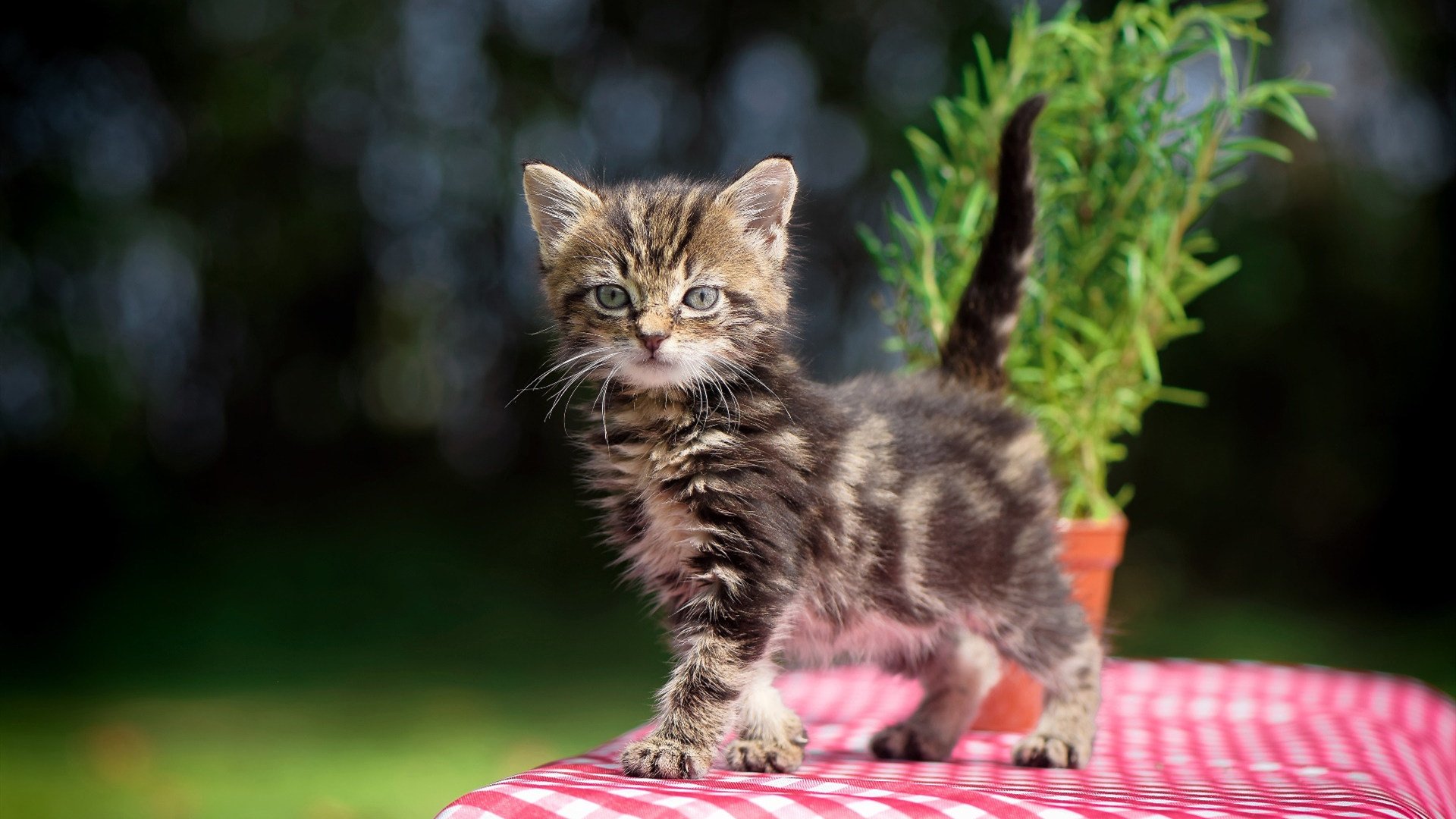 Milan Sports-亚冠联赛国家队战胜 球员状态稳中有升，亚冠联赛亚军