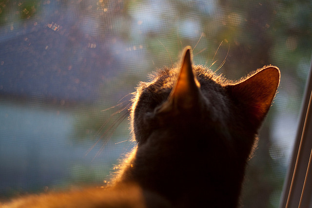 勒沃库森锋线火力全开稳居积分榜前列,勒沃库森首发