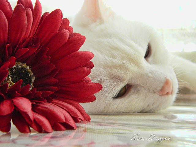 MILANSPORT下载-深圳领航队利用错位战术连续制造杀机，深圳领航拓展训练有限公司