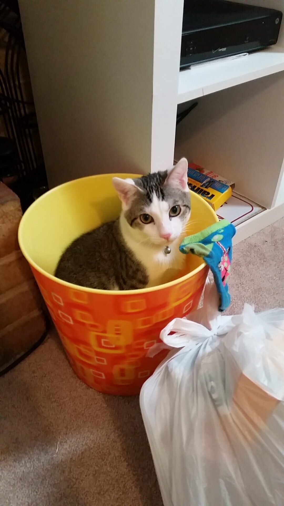 男子蛙泳前三米数据大揭秘，男子蛙泳100m