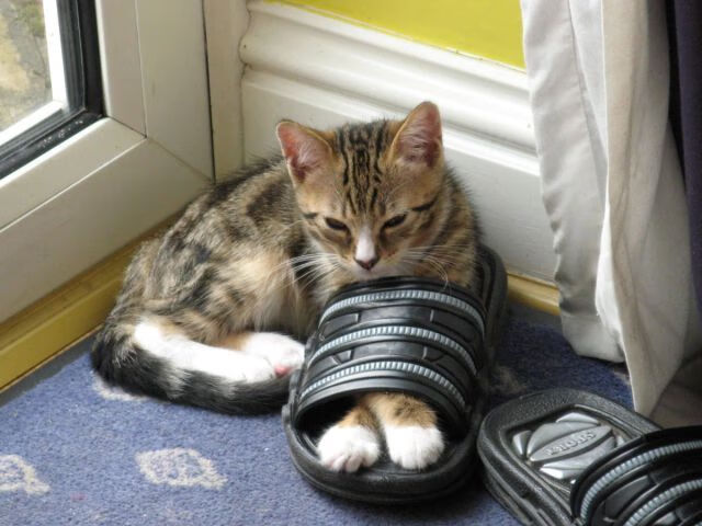 花滑世锦赛中国男单再创历史突破前十,男子花滑世锦赛冠军