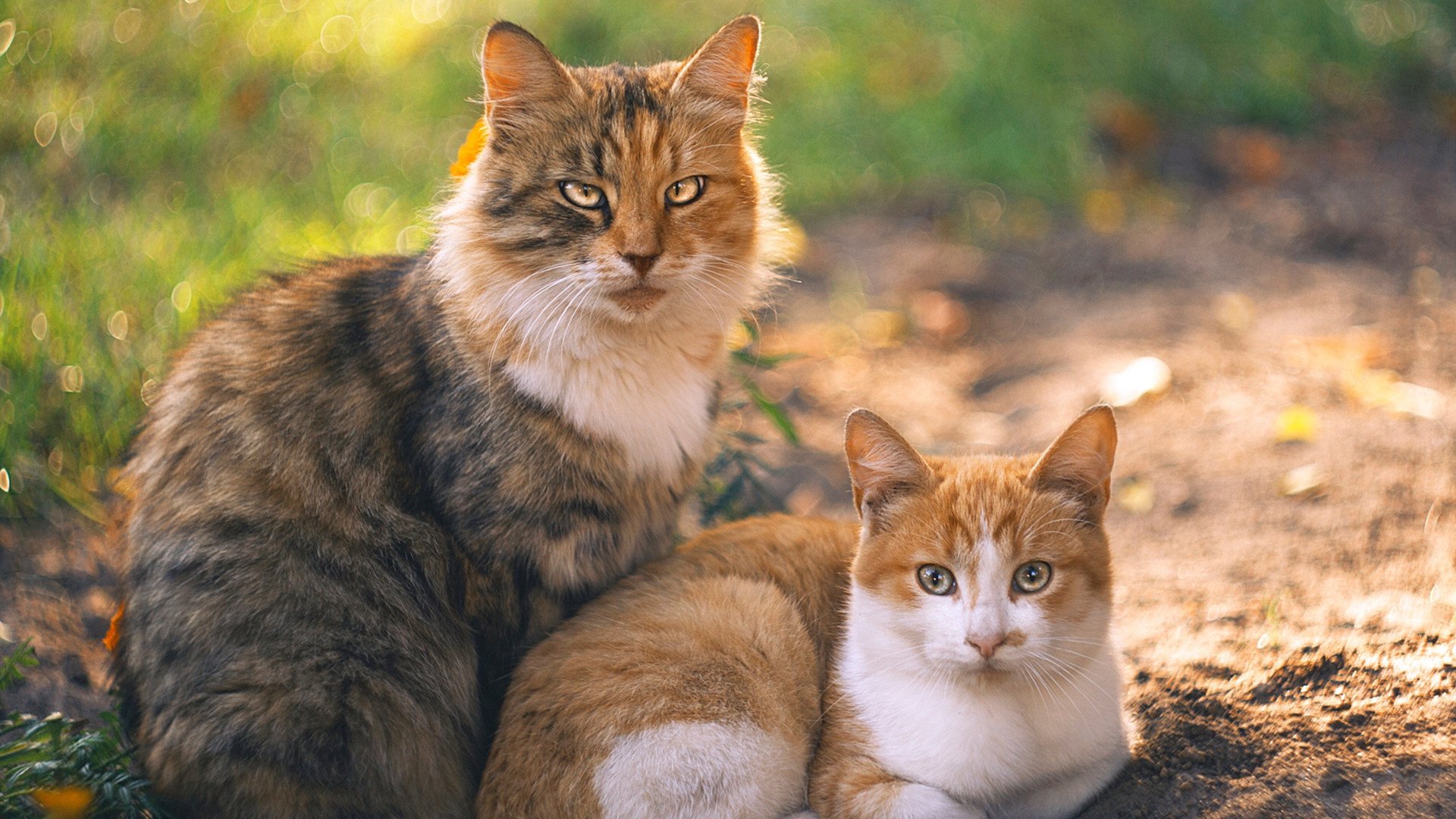 体育营销活动频出推动赛事IP价值向多领域延伸,体育营销模式
