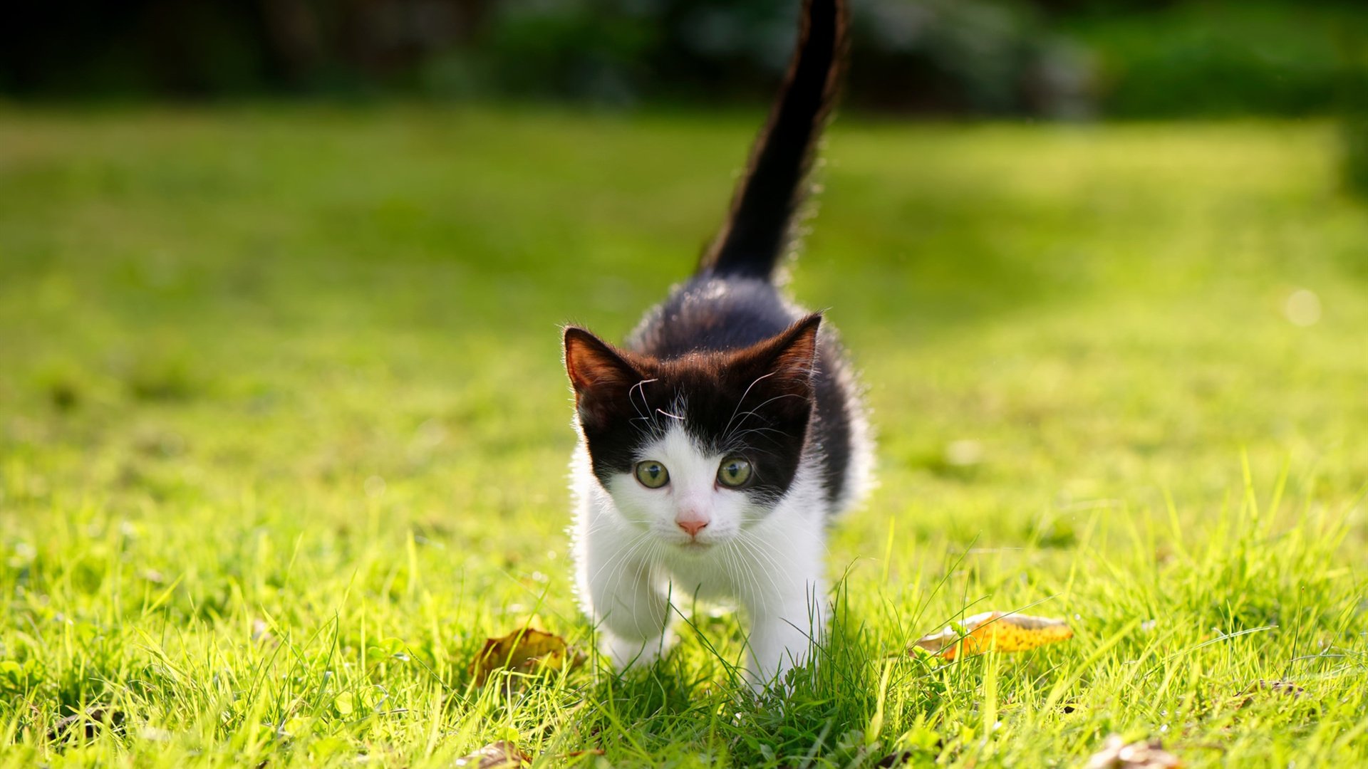 史密斯赛后感谢团队支持与鼓励，给史密斯的感谢信