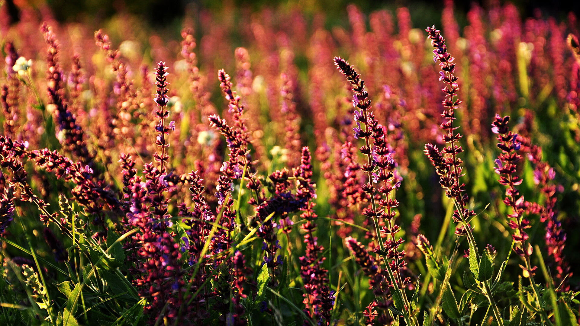 米兰体育官网-智能裁判辅助系统逐步应用于国际比赛，裁判助手app