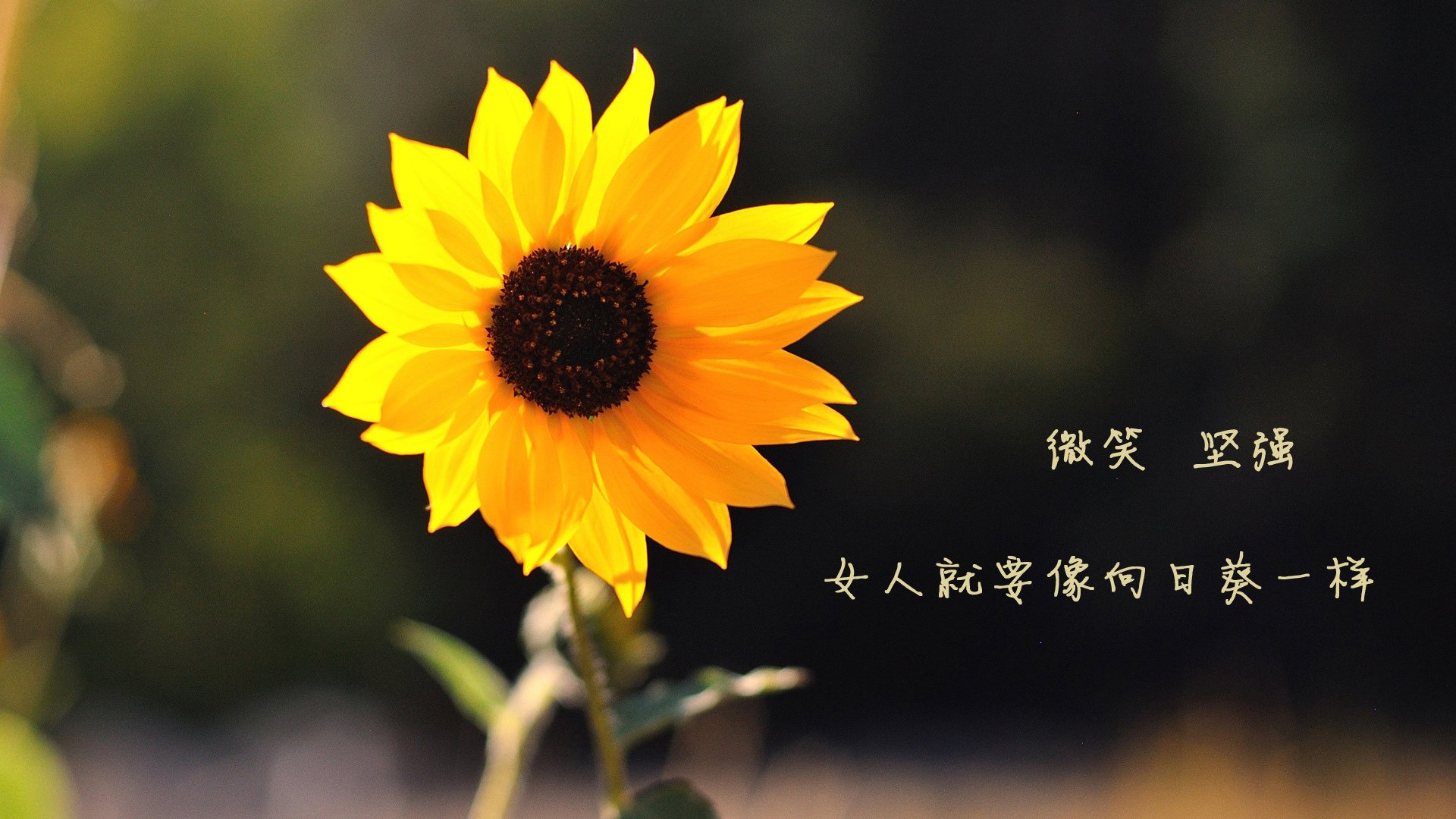 水球淘汰战希腊团结取胜