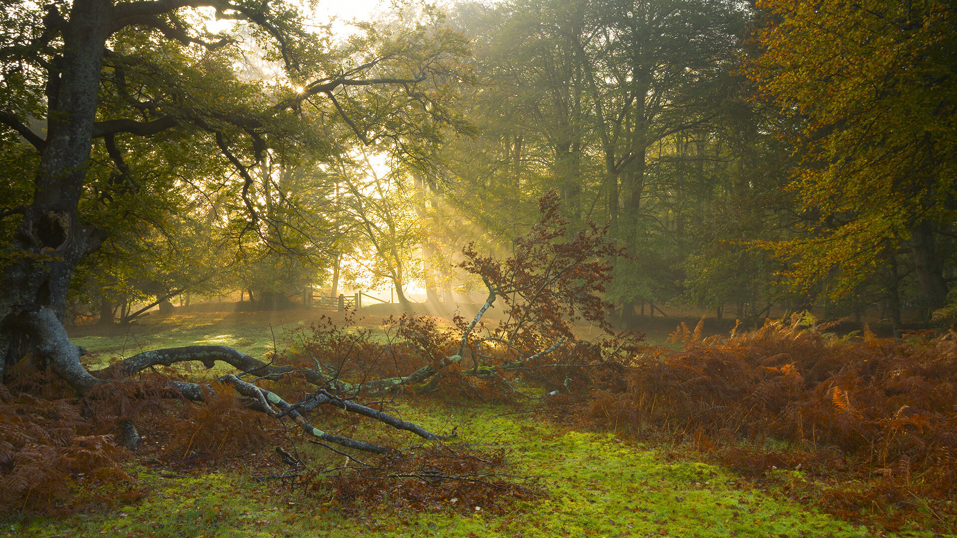 法甲新秀崭露头角:未来足球领袖!,法甲新赛季前瞻