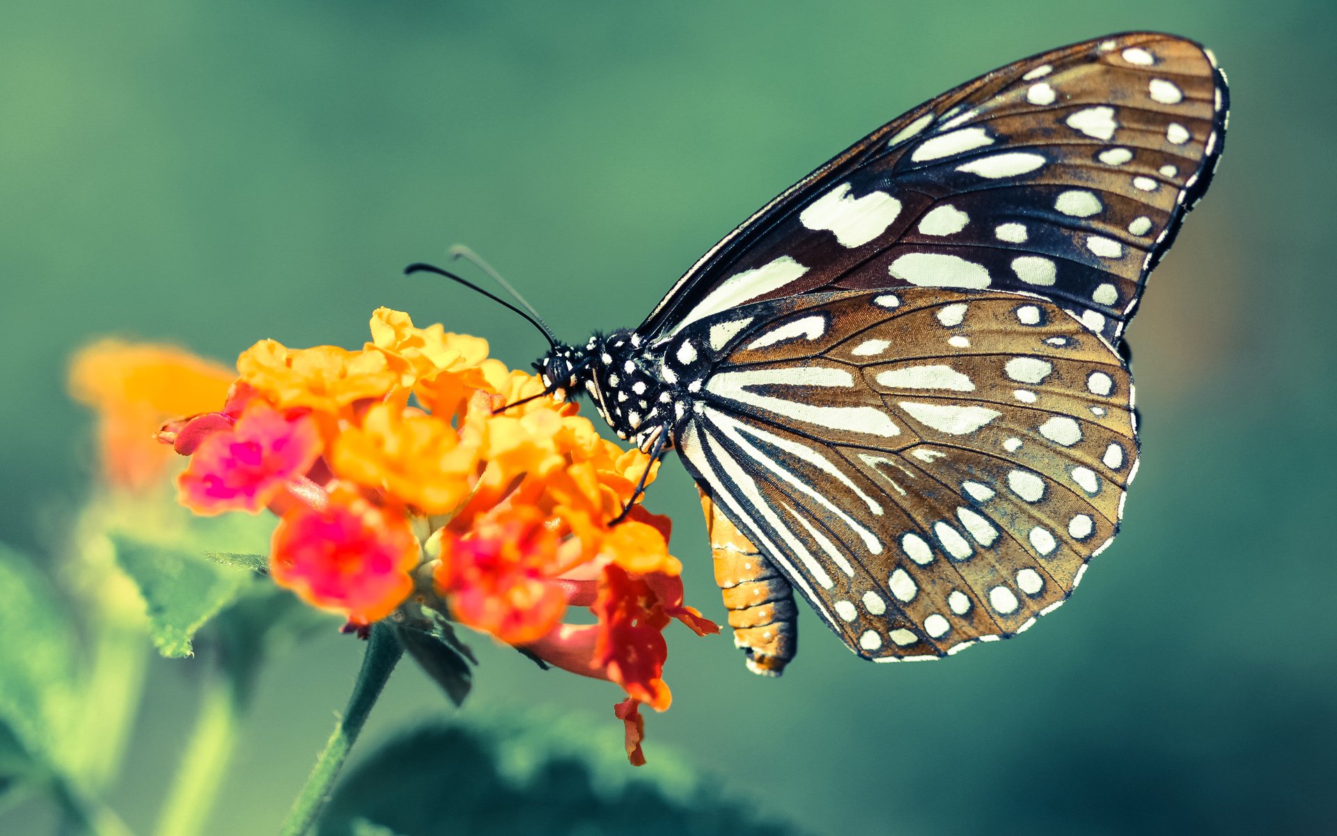 混合泳赛事朝鲜选手均衡发展，混合泳比赛