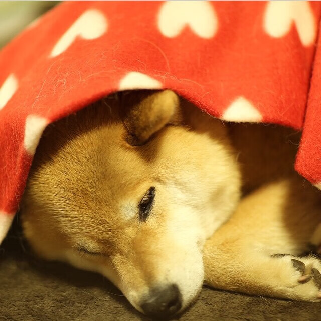 米兰体育APP-火箭宣布重点培养新人打造核心阵容，火箭团队